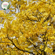 Load image into Gallery viewer, &quot;Close-up view of Gleditsia triacanthos &#39;Sunburst,&#39; commonly known as Sunburst Honey Locust, showcasing its delicate, fern-like leaves with a golden-yellow hue. This deciduous tree adds a bright and elegant presence to gardens and landscapes.&quot;
