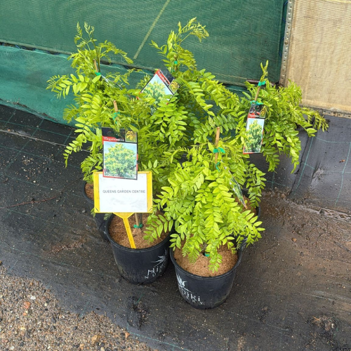 Gleditsia Triacanthos Var. Inermis Elegantissima