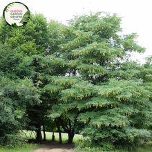 Load image into Gallery viewer, Alt text: Close-up photo of Gleditsia triacanthos var. inermis &#39;Elegantissima,&#39; showcasing its finely textured foliage. This deciduous tree is known for its elegant and delicate appearance, with fern-like leaves featuring a blend of green and cream tones. An attractive choice for landscapes, offering both grace and visual interest.
