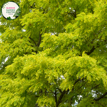 Load image into Gallery viewer, Alt text: Close-up photo of Gleditsia triacanthos var. inermis &#39;Elegantissima,&#39; showcasing its finely textured foliage. This deciduous tree is known for its elegant and delicate appearance, with fern-like leaves featuring a blend of green and cream tones. An attractive choice for landscapes, offering both grace and visual interest.
