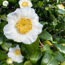 Load image into Gallery viewer, &quot;Close-up view of Gordonia axillaris, commonly known as Fried Egg Plant or Franklin Tree, displaying its white, camellia-like flowers with prominent yellow stamens. This evergreen tree adds a touch of elegance and beauty to gardens and landscapes.&quot;
