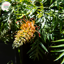 Load image into Gallery viewer, Close-up of Grevillea Honey Gem: This image showcases the vibrant, intricate flowers of the Grevillea Honey Gem plant. The flower clusters feature long, slender pinkish-orange styles emerging from red-tinged buds, surrounded by creamy-yellow, nectar-rich
