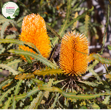 Load image into Gallery viewer, Close-up of Grevillea Honey Gem: This image showcases the vibrant, intricate flowers of the Grevillea Honey Gem plant. The flower clusters feature long, slender pinkish-orange styles emerging from red-tinged buds, surrounded by creamy-yellow, nectar-rich
