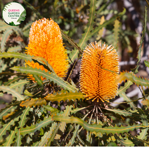 Close-up of Grevillea Honey Gem: This image showcases the vibrant, intricate flowers of the Grevillea Honey Gem plant. The flower clusters feature long, slender pinkish-orange styles emerging from red-tinged buds, surrounded by creamy-yellow, nectar-rich