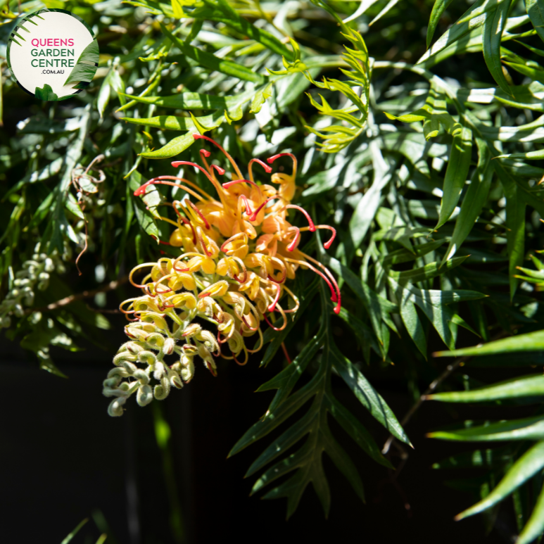 Honey Gem Grevillea in Perth, Western Australia Pantheon rise of the fallen best solo class