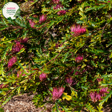 Load image into Gallery viewer, Alt text: Grevillea &#39;Poorinda Royal Mantle,&#39; a ground-covering plant with dense, fern-like foliage and vibrant, tubular flowers. This Australian native is known for its cascading growth habit, making it an excellent choice for garden borders or as a trailing feature. The colorful flowers attract birds and pollinators, adding both beauty and biodiversity to the landscape.
