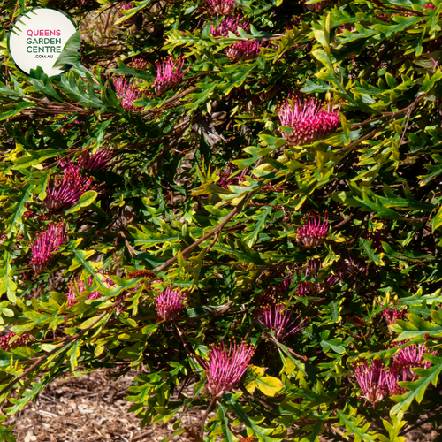 Alt text: Grevillea 'Poorinda Royal Mantle,' a ground-covering plant with dense, fern-like foliage and vibrant, tubular flowers. This Australian native is known for its cascading growth habit, making it an excellent choice for garden borders or as a trailing feature. The colorful flowers attract birds and pollinators, adding both beauty and biodiversity to the landscape.