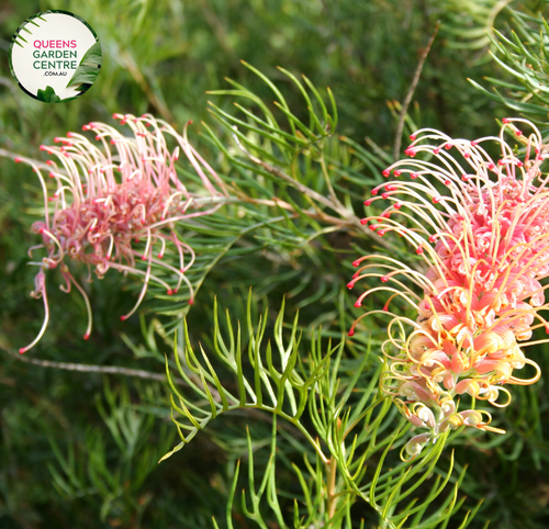 "An enchanting image of the Grevillea 'Superb' plant, showcasing its distinctive and ornamental features. This evergreen shrub exhibits finely divided, fern-like leaves and is adorned with vibrant, toothbrush-like clusters of pink and cream-colored flowers. 'Superb' is a cultivar of Grevillea, known for its year-round blooming and attractiveness to pollinators. The image captures the beauty and charm of this Grevillea variety, making it a visually appealing addition to garden landscapes. 