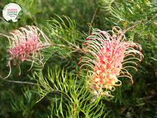 Load image into Gallery viewer, &quot;An enchanting image of the Grevillea &#39;Superb&#39; plant, showcasing its distinctive and ornamental features. This evergreen shrub exhibits finely divided, fern-like leaves and is adorned with vibrant, toothbrush-like clusters of pink and cream-colored flowers. &#39;Superb&#39; is a cultivar of Grevillea, known for its year-round blooming and attractiveness to pollinators. The image captures the beauty and charm of this Grevillea variety, making it a visually appealing addition to garden landscapes. 
