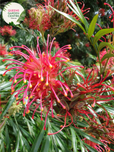 Load image into Gallery viewer, &quot;An enchanting image of the Grevillea &#39;Superb&#39; plant, showcasing its distinctive and ornamental features. This evergreen shrub exhibits finely divided, fern-like leaves and is adorned with vibrant, toothbrush-like clusters of pink and cream-colored flowers. &#39;Superb&#39; is a cultivar of Grevillea, known for its year-round blooming and attractiveness to pollinators. The image captures the beauty and charm of this Grevillea variety, making it a visually appealing addition to garden landscapes. 
