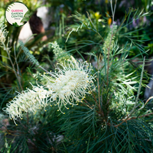 Load image into Gallery viewer, Alt text: Close-up photo of a Grevillea &#39;Moonlight&#39; plant, showcasing its slender, silvery-green foliage and distinctive cream-colored spider-like flowers. The Australian native plant features elongated blooms that contrast beautifully with the foliage. The photo captures the intricate details of the flowers and leaves, emphasizing the unique form and the overall beauty of the Grevillea &#39;Moonlight.&#39;
