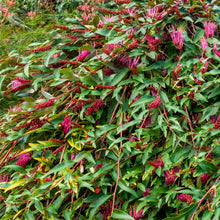 Load image into Gallery viewer, Grevillea Poorinda Royal Mantle
