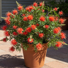 Load image into Gallery viewer, Grevillea Red Coral features vibrant red, spider-like flowers with delicate, curling petals and fern-like green foliage, attracting bees and birds.
