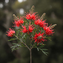 Load image into Gallery viewer, Grevillea Red Coral features vibrant red, spider-like flowers with delicate, curling petals and fern-like green foliage, attracting bees and birds.
