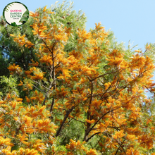 Load image into Gallery viewer, Alt text: Grevillea robusta, commonly known as the Silk Oak or Australian Silver Oak. This evergreen tree is characterized by its fern-like leaves and vibrant, cascading clusters of golden-yellow flowers. A striking addition to landscapes, known for its ornamental appeal and unique foliage.
