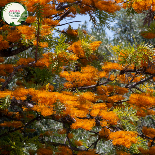 Alt text: Grevillea robusta, commonly known as the Silk Oak or Australian Silver Oak. This evergreen tree is characterized by its fern-like leaves and vibrant, cascading clusters of golden-yellow flowers. A striking addition to landscapes, known for its ornamental appeal and unique foliage.