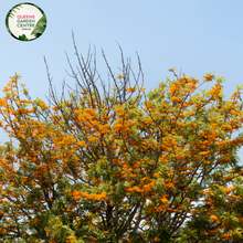 Load image into Gallery viewer, Alt text: Grevillea robusta, commonly known as the Silk Oak or Australian Silver Oak. This evergreen tree is characterized by its fern-like leaves and vibrant, cascading clusters of golden-yellow flowers. A striking addition to landscapes, known for its ornamental appeal and unique foliage.
