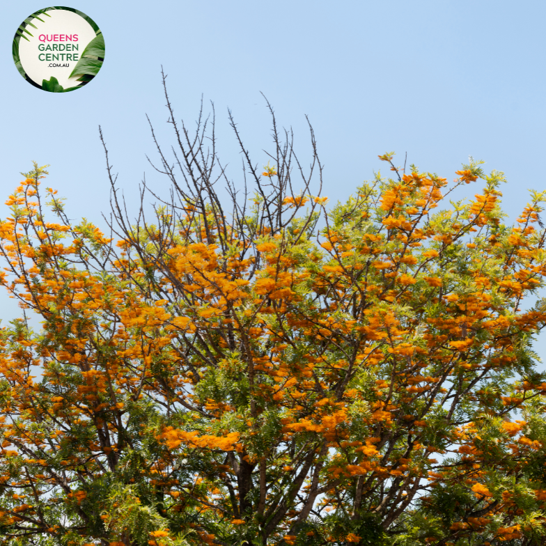 Alt text: Grevillea robusta, commonly known as the Silk Oak or Australian Silver Oak. This evergreen tree is characterized by its fern-like leaves and vibrant, cascading clusters of golden-yellow flowers. A striking addition to landscapes, known for its ornamental appeal and unique foliage.