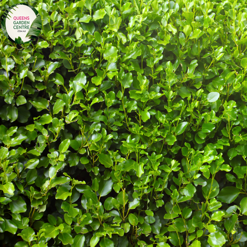 Close-up of a Griselinia littoralis 'Broadway Mint' plant. The image features broad, oval-shaped leaves with a glossy, vibrant green surface. Each leaf has smooth edges and a slightly leathery texture, with subtle veining that adds to the visual interest. The leaves are arranged alternately along sturdy, light green stems. 