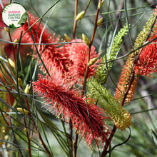 Load image into Gallery viewer, Close-up of Hakea Intensity: This image focuses on the intricate details of the Hakea Intensity plant, highlighting its distinctive foliage and vibrant flowers.
