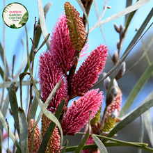 Load image into Gallery viewer, Close-up of Hakea Intensity: This image focuses on the intricate details of the Hakea Intensity plant, highlighting its distinctive foliage and vibrant flowers.
