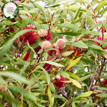 Load image into Gallery viewer, Close-up of a Hakea laurina plant. The image features a striking flower head resembling a pin cushion, with numerous long, slender, red and pink stamens radiating from a central round core. Each stamen has a yellow tip, adding a touch of contrast. The flower is surrounded by elongated, oval-shaped leaves with a smooth, slightly glossy surface and a deep green color. 
