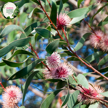 Load image into Gallery viewer, Close-up of a Hakea laurina plant. The image features a striking flower head resembling a pin cushion, with numerous long, slender, red and pink stamens radiating from a central round core. Each stamen has a yellow tip, adding a touch of contrast. The flower is surrounded by elongated, oval-shaped leaves with a smooth, slightly glossy surface and a deep green color. 
