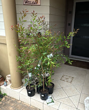 Load image into Gallery viewer, Hakea Salicifolia
