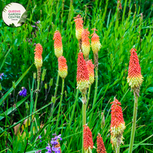 Load image into Gallery viewer, Close-up of Hakea Bucculenta Red Pokers: This image showcases the intricate details of the Hakea Bucculenta plant, also known as Red Pokers, displaying its vibrant red flowers and unique foliage.
