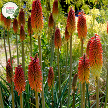 Load image into Gallery viewer, Close-up of Hakea Bucculenta Red Pokers: This image showcases the intricate details of the Hakea Bucculenta plant, also known as Red Pokers, displaying its vibrant red flowers and unique foliage.
