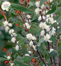 Load image into Gallery viewer,  &quot;A captivating image featuring the Hakea salicifolia plant, commonly known as the Willow-leaved Hakea. This evergreen shrub showcases slender, willow-like leaves and is adorned with clusters of intricate, cream-colored flowers. The foliage creates a graceful and airy appearance, adding a touch of elegance to the landscape. Hakea salicifolia is valued for its unique form and ornamental appeal.
