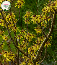 Load image into Gallery viewer, &quot;A stunning image of the Hamamelis × intermedia &#39;Arnold Promise&#39; Witch Hazel plant, showcasing its ornamental features. This deciduous shrub displays clusters of spidery, fragrant yellow flowers against bare branches during late winter or early spring. The twisted and contorted branches add visual interest to the landscape, and the vibrant blooms provide a welcome burst of color. &#39;Arnold Promise&#39; is a cultivar of Witch Hazel, prized for its winter flowering and delightful fragrance.
