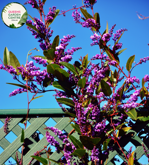  "A lush and vibrant image of the Hardenbergia violacea 'Sea of Purple' plant, showcasing its cascading and ornamental qualities. This evergreen vine features an abundance of slender, deep purple flower spikes that create a stunning floral display against the backdrop of dark green foliage. The 'Sea of Purple' cultivar of Hardenbergia violacea is known for its prolific blooming and trailing growth habit. 