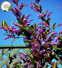 Load image into Gallery viewer,  &quot;A lush and vibrant image of the Hardenbergia violacea &#39;Sea of Purple&#39; plant, showcasing its cascading and ornamental qualities. This evergreen vine features an abundance of slender, deep purple flower spikes that create a stunning floral display against the backdrop of dark green foliage. The &#39;Sea of Purple&#39; cultivar of Hardenbergia violacea is known for its prolific blooming and trailing growth habit. 
