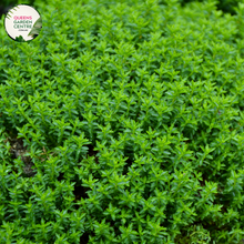 Load image into Gallery viewer, &quot;A vibrant image showcasing the Hebe &#39;Emerald Green&#39; plant, known for its lush and compact ornamental features. This evergreen shrub displays glossy, emerald-green leaves arranged in a dense and mounding form. The foliage creates a visually appealing backdrop, and the plant may also produce spikes of small, delicate white or lavender flowers.
