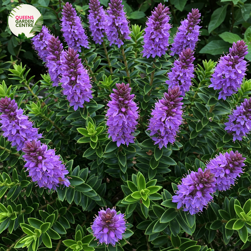 Hebe ‘Heebie Jeebies’ is a vibrant, magenta-pink flowering plant with lush green foliage, known for its compact, bushy growth.