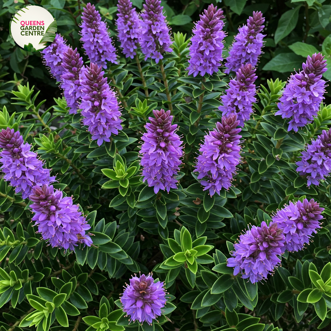Hebe ‘Heebie Jeebies’ is a vibrant, magenta-pink flowering plant with lush green foliage, known for its compact, bushy growth.