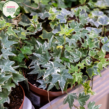 Load image into Gallery viewer, Alt text: Close-up photo of Hedera helix &#39;Camouflage&#39; Ivy plant, featuring its distinctive variegated leaves. The evergreen vine displays a mix of green, cream, and gray tones in its leaves, creating a visually striking camouflage pattern. The photo captures the intricate details of the variegation, highlighting the unique and attractive foliage of the Hedera helix &#39;Camouflage&#39; Ivy.
