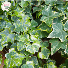 Load image into Gallery viewer, Alt text: Close-up photo of Hedera helix &#39;Camouflage&#39; Ivy plant, featuring its distinctive variegated leaves. The evergreen vine displays a mix of green, cream, and gray tones in its leaves, creating a visually striking camouflage pattern. The photo captures the intricate details of the variegation, highlighting the unique and attractive foliage of the Hedera helix &#39;Camouflage&#39; Ivy.
