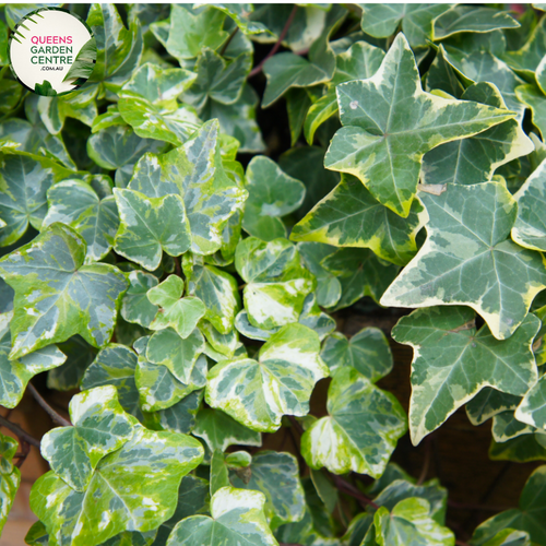 Alt text: Close-up photo of Hedera helix 'Camouflage' Ivy plant, featuring its distinctive variegated leaves. The evergreen vine displays a mix of green, cream, and gray tones in its leaves, creating a visually striking camouflage pattern. The photo captures the intricate details of the variegation, highlighting the unique and attractive foliage of the Hedera helix 'Camouflage' Ivy.