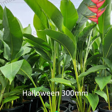 Load image into Gallery viewer, Close-up of Heliconia Halloween: This image showcases a close-up view of the unique and vibrant Heliconia Halloween flower. The flower features striking orange bracts with bold black markings, reminiscent of the colors associated with Halloween. The bracts curve gracefully, revealing the intricate details of their texture and structure. Bright yellow and red accents add further interest to the flower, creating a captivating display of color. 
