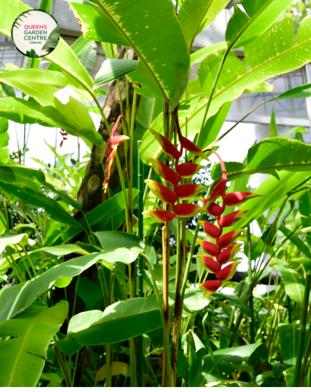 Close-up of Heliconia Hot Rio Nights: This image showcases a close-up view of the stunning Heliconia Hot Rio Nights flower. The vibrant red-orange bracts with yellow tips create a fiery display that evokes the heat and energy of a bustling Rio de Janeiro night. The bracts are arranged in a spiral pattern, with each layer adding depth and texture to the overall composition. 