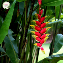 Load image into Gallery viewer, Close-up of Heliconia Hot Rio Nights: This image showcases a close-up view of the stunning Heliconia Hot Rio Nights flower. The vibrant red-orange bracts with yellow tips create a fiery display that evokes the heat and energy of a bustling Rio de Janeiro night. The bracts are arranged in a spiral pattern, with each layer adding depth and texture to the overall composition. 
