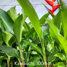 Load image into Gallery viewer, Close-up of Heliconia Kawauchi: This image depicts a close-up view of the Heliconia Kawauchi flower. The vibrant red bracts with yellow tips are prominently displayed, creating a striking contrast against the surrounding green foliage. The bracts form a distinctive fan shape, with each individual petal exhibiting intricate details and texture. The Heliconia Kawauchi flower exudes tropical charm and adds a splash of color to any garden or landscape setting.
