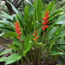 Load image into Gallery viewer, Heliconia Caribaea Barbados Flat
