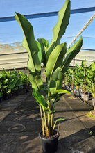 Load image into Gallery viewer, Heliconia Kawauchi
