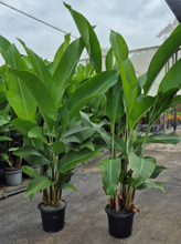 Load image into Gallery viewer, Heliconia Kawauchi
