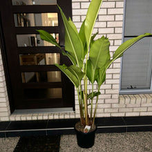 Load image into Gallery viewer, Heliconia Kawauchi
