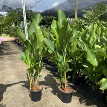 Load image into Gallery viewer, Heliconia Kawauchi

