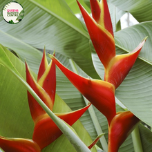 Load image into Gallery viewer, Heliconia Kawauchi
